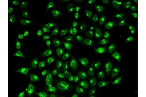 Immunofluorescence (IF) image for anti-Golgin A2 (GOLGA2) antibody (ABIN1876532) (Golgin A2 (GOLGA2) 抗体)