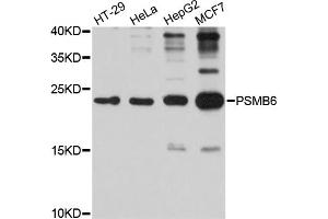 Western blot analysis of extracts of various cell lines, using PSMB6 antibody (ABIN1874374) at 1:1000 dilution. (PSMB6 抗体)