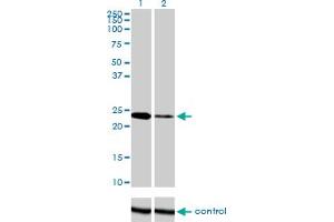 Western Blotting (WB) image for anti-Twist Homolog 1 (Drosophila) (TWIST1) (AA 100-202) antibody (ABIN563296)