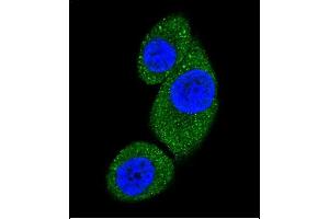 Confocal immunofluorescent analysis of PI3KC3 Antibody (N-term) (ABIN392555 and ABIN2842102) with Hela cell followed by Alexa Fluor 488-conjugated goat anti-rabbit lgG (green). (PIK3C3 抗体  (N-Term))