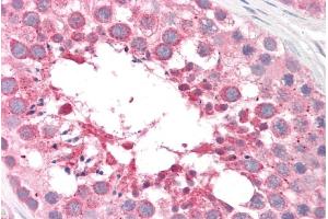 ABIN238536 (5µg/ml) staining of paraffin embedded Human Testis. (Arylsulfatase A 抗体  (Internal Region))