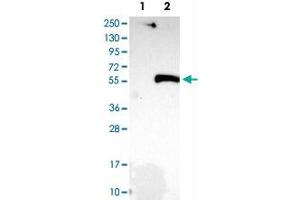 Western Blot analysis of Lane 1: negative control (vector only transfected HEK293T cell lysate) and Lane 2: over-expression lysate (co-expressed with a C-terminal myc-DDK tag in mammalian HEK293T cells) with SIRT2 polyclonal antibody . (SIRT2 抗体)