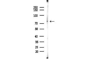 anti-Tumor Necrosis Factor, alpha-Induced Protein 2 (TNFAIP2) (N-Term) antibody