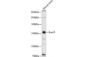 Western blot analysis of extracts of Mouse brain using Icam5 Polyclonal Antibody at dilution of 1:1000. (ICAM5 抗体)
