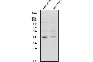 Western blot analysis of C5a-R/C5ar1 using anti-C5a-R/C5ar1 antibody (ABIN7601126).