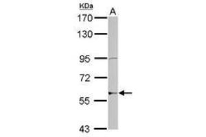 Image no. 1 for anti-Zinc Finger Protein 596 (ZNF596) (AA 1-175) antibody (ABIN1501850) (ZNF596 抗体  (AA 1-175))