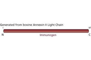 Image no. 3 for anti-Annexin A2 (ANXA2) (AA 1-97) antibody (ABIN967724) (Annexin A2 抗体  (AA 1-97))