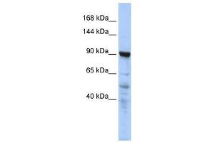 WB Suggested Anti-CTAGE5  Antibody Titration: 0. (MIA2 抗体  (N-Term))