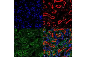 Immunohistochemistry analysis using Mouse Anti-Sulfotyrosine Monoclonal Antibody, Clone 7C5 (ABIN5067489). (Sulfotyrosine 抗体  (Atto 488))