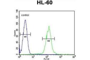 Flow cytometric analysis of HL-60 cells using PLA2G2D Antibody (C-term) Cat. (PLA2G2D 抗体  (C-Term))