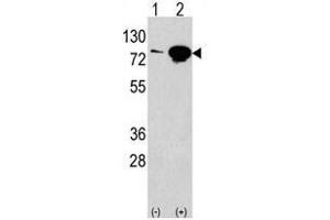 Image no. 1 for anti-Eukaryotic Translation Initiation Factor 4B (EIF4B) (Center) antibody (ABIN357288) (EIF4B 抗体  (Center))