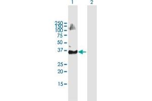 Western Blot analysis of TRIM69 expression in transfected 293T cell line by TRIM69 MaxPab polyclonal antibody. (TRIM69 抗体  (AA 1-341))