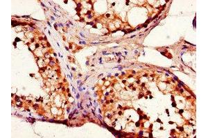 Immunohistochemistry of paraffin-embedded human testis tissue using ABIN7151432 at dilution of 1:100 (FBLN3 抗体  (AA 27-184))