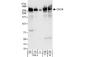 Western Blotting (WB) image for anti-Chromodomain Helicase DNA Binding Protein 4 (CHD4) (AA 250-300) antibody (ABIN7452555)