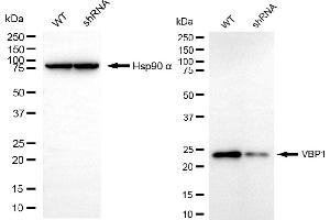 Western blotting analysis using VBP1 antibody (ABIN7799894).