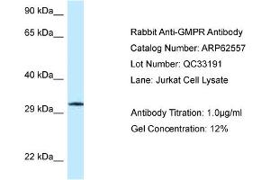 Western Blotting (WB) image for anti-Guanosine Monophosphate Reductase (GMPR) (C-Term) antibody (ABIN2789178)
