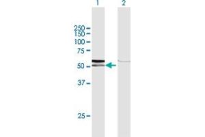 Western Blot analysis of AMY1C expression in transfected 293T cell line by AMY1C MaxPab polyclonal antibody. (AMY1C 抗体  (AA 1-511))