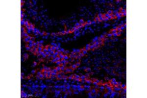 Immunofluorescence of paraffin embedded mouse testis using AQP0 (ABIN7074547) at dilution of 1: 300 (300x lens) (MIP 抗体)