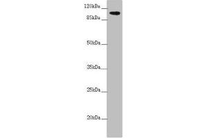 Western blot All lanes: TTLL7 antibody at 2. (TTLL7 抗体  (AA 1-260))
