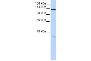 Western Blotting (WB) image for anti-Anoctamin 3 (ANO3) antibody (ABIN2459347) (ANO3 抗体)