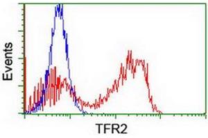 HEK293T cells transfected with either RC220060 overexpress plasmid (Red) or empty vector control plasmid (Blue) were immunostained by anti-TFR2 antibody (ABIN2455729), and then analyzed by flow cytometry. (Transferrin Receptor 2 抗体)