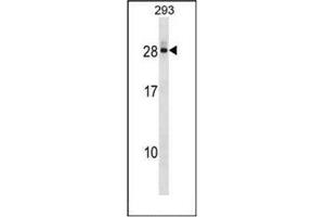 Western blot analysis of DCTD Antibody (N-term) in 293 cell line lysates (35ug/lane).