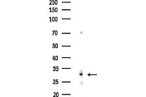 anti-Eukaryotic Translation Initiation Factor 4H (EIF4H) (N-Term) antibody
