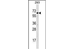 Western blot analysis in 293 cell line lysates (35ug/lane). (SRP54 抗体  (C-Term))