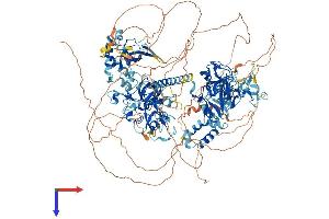 WHSC1 Protein (AA 1-1365) (His tag)