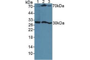 Figure. (PSG1 抗体  (AA 202-401))