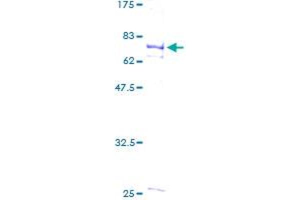 FLI1 Protein (AA 1-452) (GST tag)
