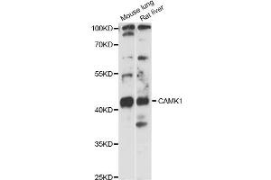 Western blot analysis of extracts of various cell lines, using CAMK1 antibody (ABIN6291853) at 1:3000 dilution. (CAMK1 抗体)