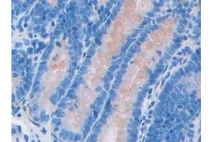 Detection of SPA2 in Rat Small intestine Tissue using Polyclonal Antibody to Surfactant Associated Protein A2 (SPA2) (SFTPA2 抗体  (AA 21-248))