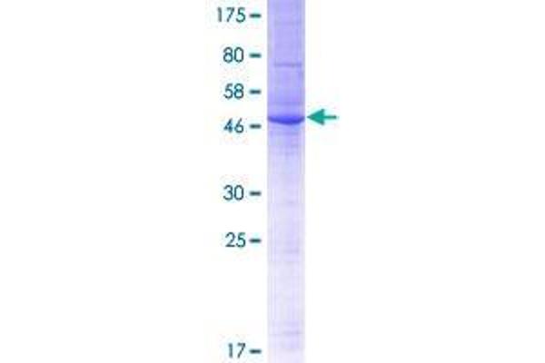 TMEM134 Protein (AA 1-195) (GST tag)