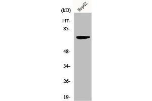 Western Blot analysis of HepG2 cells using MMP-16 Polyclonal Antibody (MMP16 抗体  (C-Term))