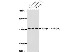 Western blot analysis of extracts of various cell lines, using Aquaporin-1  antibody (ABIN7265651) at 1:500 dilution. (Aquaporin 1 抗体  (C-Term))