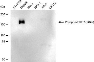 Western blotting analysis using Phospho-EGFR (Y845) antibody (ABIN7798470).