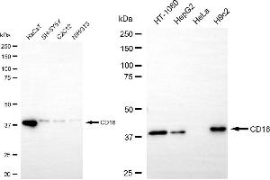 Western blotting analysis using CD16 antibody (ABIN7798589).