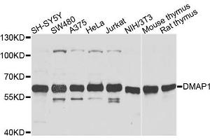 Western blot analysis of extracts of various cells, using DMAP1 antibody. (DMAP1 抗体)