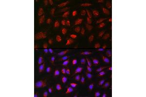 Immunofluorescence (IF) image for anti-Bone Morphogenetic Protein 7 (BMP7) (AA 132-431) antibody (ABIN3021109)