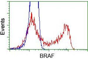 Image no. 5 for anti-B-Raf proto-oncogene, serine/threonine kinase (BRAF) antibody (ABIN1496952) (BRAF 抗体)