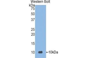 Detection of Recombinant DEFa3, Human using Polyclonal Antibody to Defensin Alpha 3, Neutrophil Specific (DEFa3) (DEFa3 抗体  (AA 21-94))
