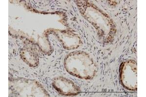 Image no. 1 for anti-Interferon Regulatory Factor 9 (IRF9) (AA 1-394) antibody (ABIN599132) (IRF9 抗体  (AA 1-394))