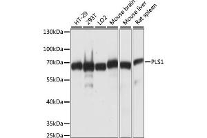 Western blot analysis of extracts of various cell lines, using PLS1 antibody (ABIN7269391) at 1:1000 dilution. (PLS1 抗体  (AA 1-110))