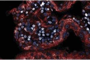 Immunofluorescence staining on a rabbit brain section. (NOS1 抗体  (AA 1095-1289))