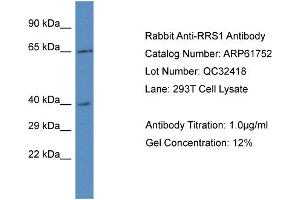 Western Blotting (WB) image for anti-RRS1 Ribosome Biogenesis Regulator (RRS1) (C-Term) antibody (ABIN786488) (RRS1 抗体  (C-Term))