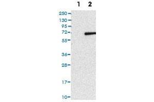 Western Blot (Cell lysate) analysis of (1) Negative control (vector only transfected HEK293T lysate), and (2) Over-expression lysate (Co-expressed with a C-terminal myc-DDK tag (~3. (RSPRY1 抗体)