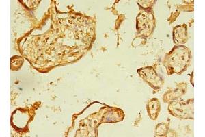Immunohistochemistry of paraffin-embedded human placenta tissue using ABIN7151992 at dilution of 1:100 (ERLIN1 抗体  (AA 27-346))