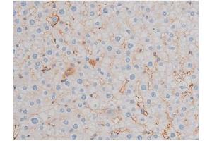 ABIN6255699 and ABIN6267466 at 1/200 staining Rat liver tissue sections by IHC-P. (CDC25A 抗体  (pThr507))