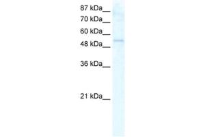 Western Blotting (WB) image for anti-DEAD (Asp-Glu-Ala-As) Box Polypeptide 19A (DDX19A) antibody (ABIN2461353) (DDX19A 抗体)